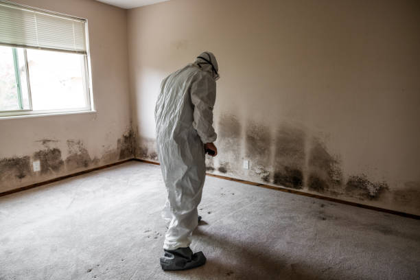 Best Forensic Mold Investigation  in Rigby, ID